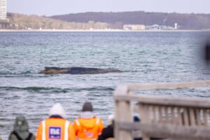 В ФРГ пытаются спасти 10-метрового кита на берегу Балтики
