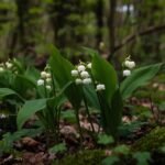 За срыв первоцветов россиянам грозит тюрьма и штраф до 1 млн рублей