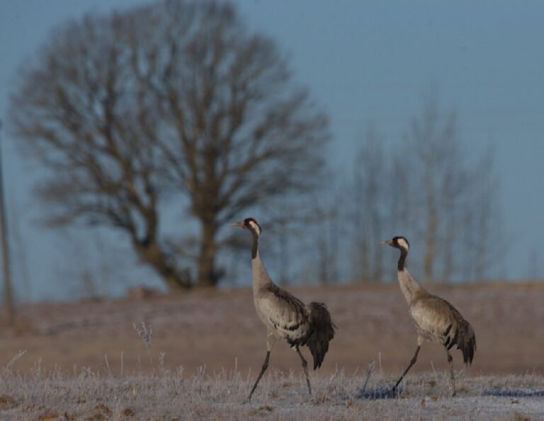 Журавлиная любовь: самка осталась с нелетающим партнером