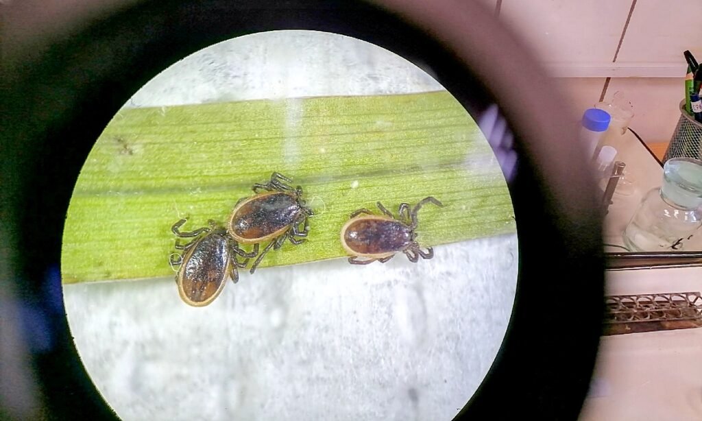 Как правильно сдать клеща на анализ после укуса