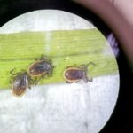 Как правильно сдать клеща на анализ после укуса