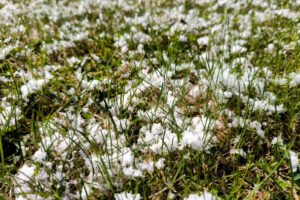 В Ленобласти началось долгое похолодание: мокрые выходные и снег