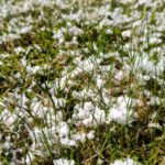 В Ленобласти начинается долгое похолодание: мокрые выходные и снег