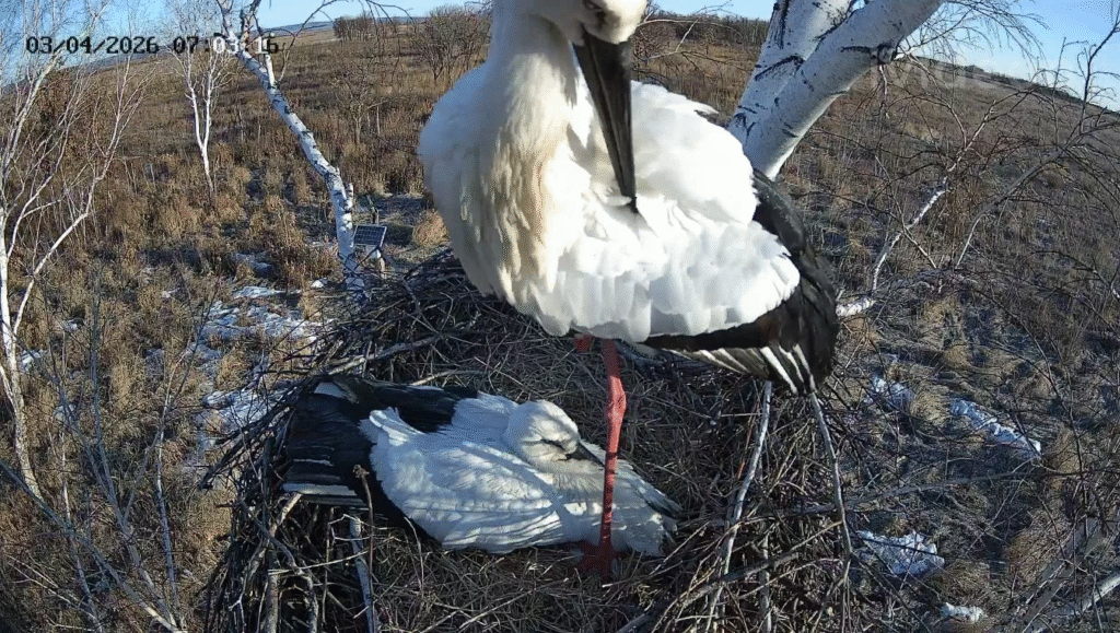 В Приамурье началось уникальное реалити-шоу с дальневосточными аистами