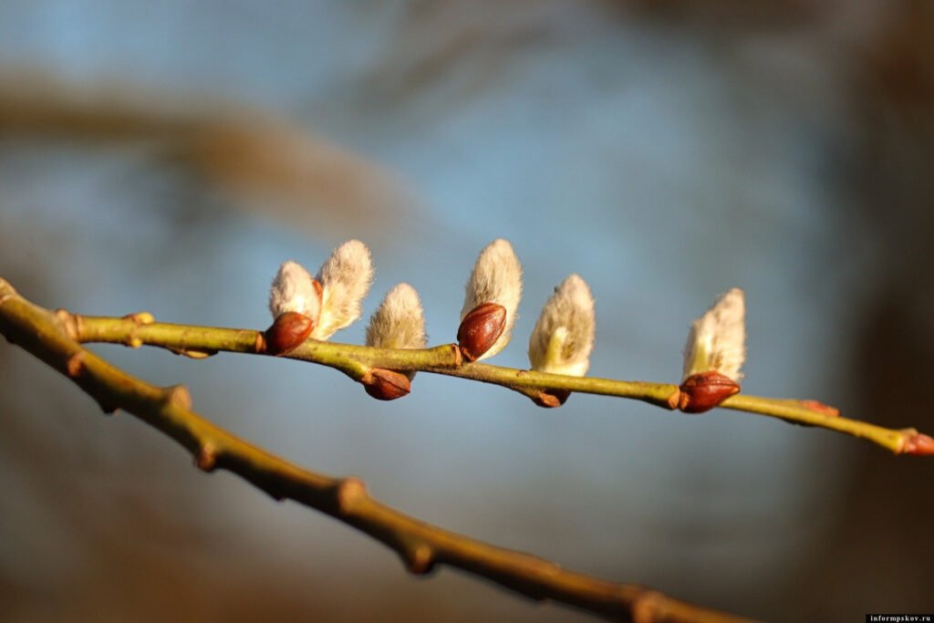 Вербное воскресенье: значение и традиции праздника